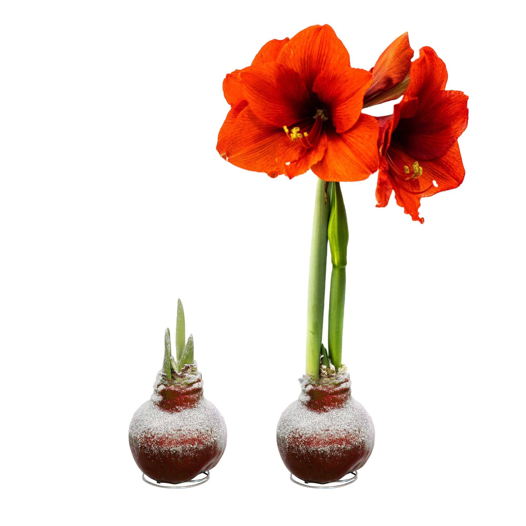 Snow Flecked Waxed Amaryllis Bulb - Red (2 Plants per Pack), Easy Care - No Watering Needed! Beautiful Live Decor